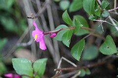 Sonerila pulneyensis